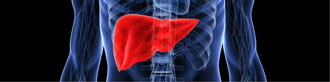 Liver header