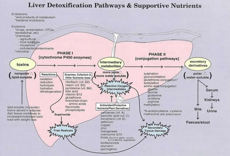 liver detox cycle