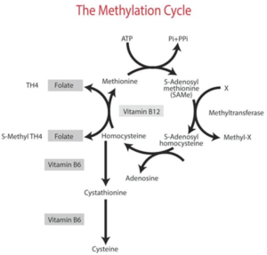 the methylation cycle