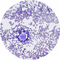 Circle_Medium_1060_2022_White-and-Red-Blood-Cells-High-Scale-Magnification_iStock.jpg-1056x1056