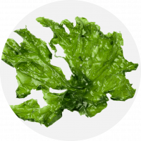 Green-Seaweed-Monostroma-Nitidum-1056x1056